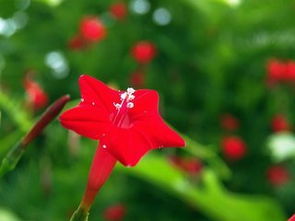 蔓怎么组词 蔓怎么组词