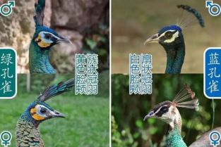 孔雀的恐怎么组词不是四