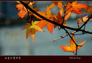 枫树风怎么组词