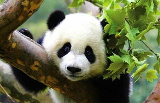 毛茸茸熊猫怎么组词 毛茸茸熊猫怎么组词