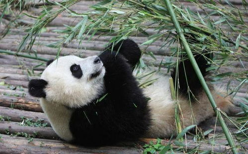 毛茸茸熊猫怎么组词 毛茸茸熊猫怎么组词