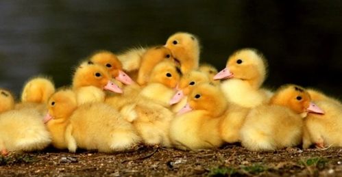 鸭子的呀怎么组词