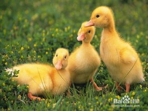 鸭子的呀怎么组词