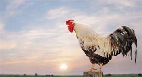 公鸡公鸡的鸡怎么组词 公鸡公鸡的鸡怎么组词