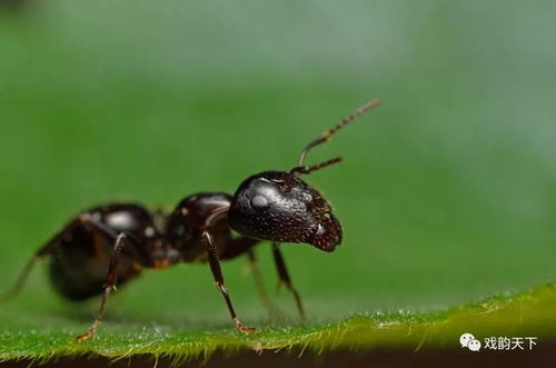 啊蚂蚁的蚂怎么组词 啊蚂蚁的蚂怎么组词