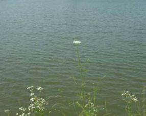 塘怎么组词淌怎么组词 塘怎么组词淌怎么组词