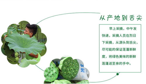 莲蓬的蓬用怎么组词