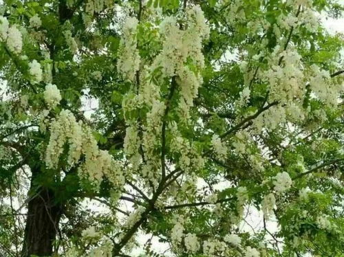 槐树的花怎么组词造句