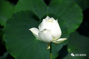 白鹤的荷可以怎么组词