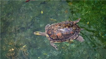 军师的龟怎么组词