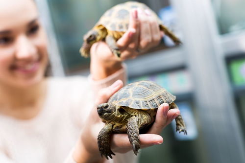 军师的龟怎么组词