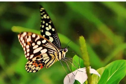 蝴蝶的虫怎么组词呀 蝴蝶的虫怎么组词呀