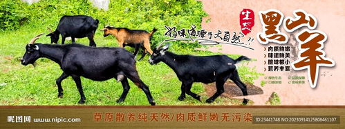 黑羊的羊怎么组词