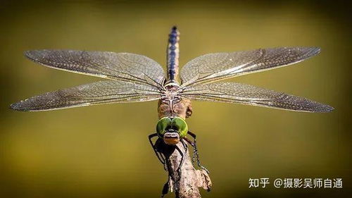 蜻蜓了停怎么组词