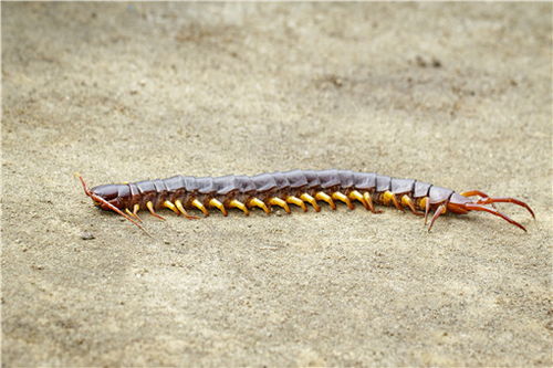 蜈蚣的蚣怎么组词 蜈蚣的蚣怎么组词