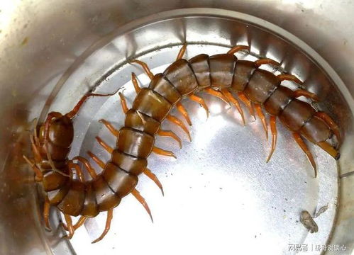 蜈蚣的蚣怎么组词 蜈蚣的蚣怎么组词