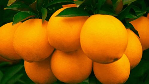 成字怎么组词橙子