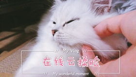 小毛的绒怎么组词