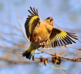 鹏展翅的鹏怎么组词