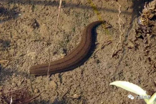 蚂蟥蚂蝗怎么组词