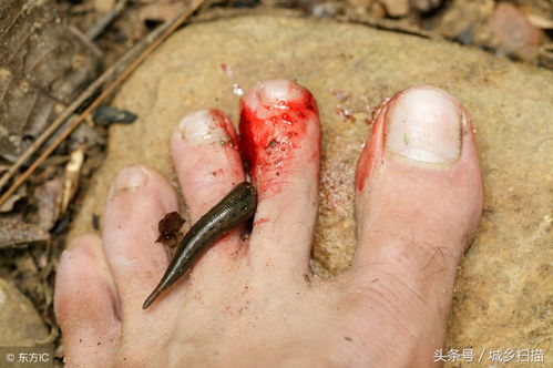 蚂蟥蚂蝗怎么组词