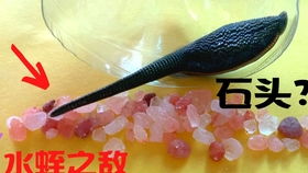 蚂蟥蚂蝗怎么组词