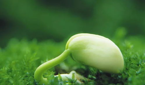 花朵的籽怎么组词