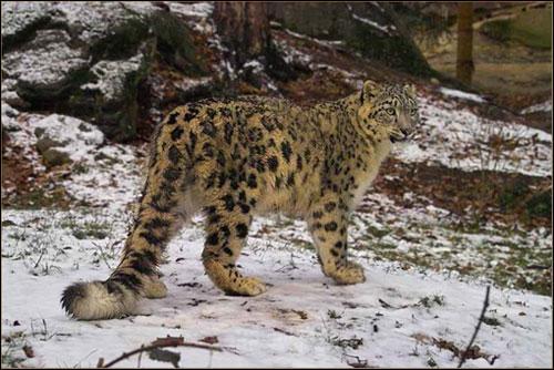 狸子怎么组词 狸子怎么组词