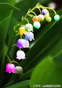 铃兰细语怎么组词