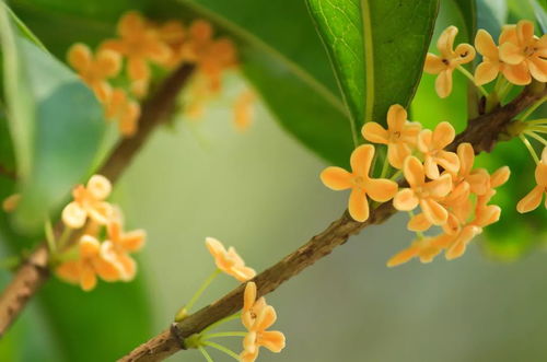 播放桂花的桂怎么组词