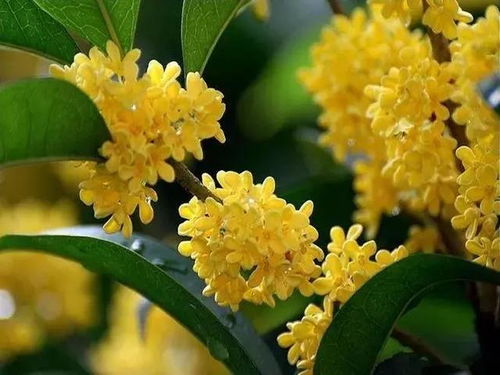 播放桂花的桂怎么组词