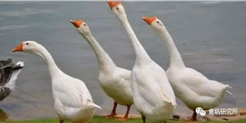 头的鹅怎么组词