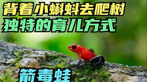 水洼的蛙还能怎么组词 水洼的蛙还能怎么组词