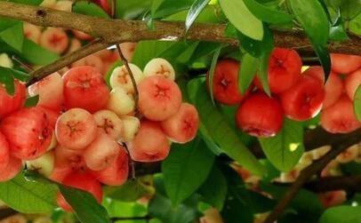 莲雾怎么组词 莲雾怎么组词