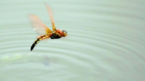 蜻蜓的庭怎么组词语