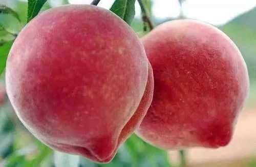 桃水蜜桃的桃怎么组词 桃水蜜桃的桃怎么组词