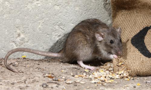 老鼠的鼠怎么组词