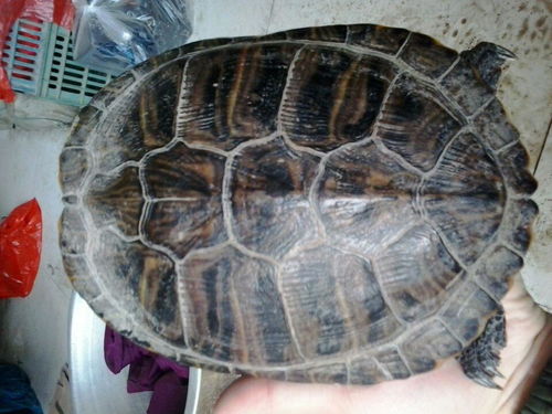 我的龟怎么组词 我的龟怎么组词