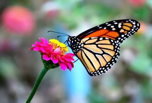 美丽的蝴怎么组词 美丽的蝴怎么组词