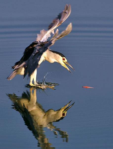 矫健的矫怎么组词