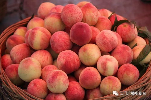 桃桃子桃桃怎么组词 桃桃子桃桃怎么组词