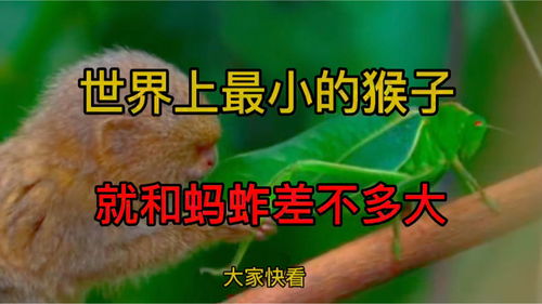 蚂蚱的蚂怎么组词