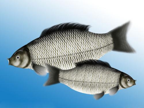 鲫鱼的鲫怎么怎么组词