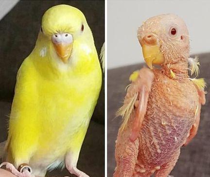 鹦鹉的喙怎么读怎么组词