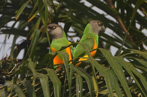 鹦鹉的喙怎么读怎么组词