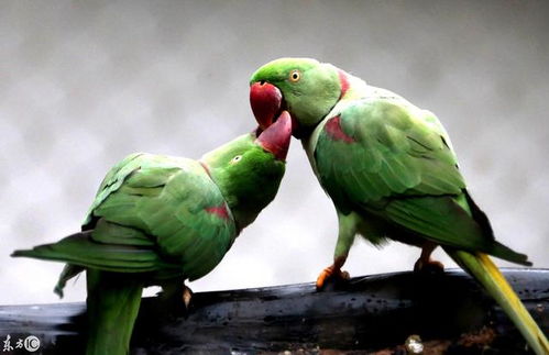 鹦鹉的喙怎么读怎么组词