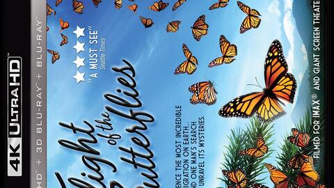 蝴蝶蝴蝶的蝴字怎么组词