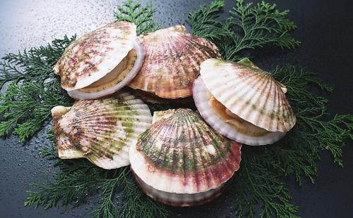 扇贝怎么组词 扇贝怎么组词