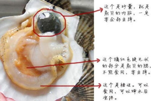 扇贝怎么组词 扇贝怎么组词