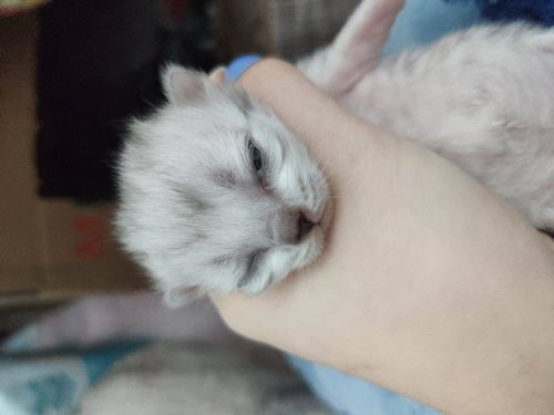 睁眼睁怎么组词 睁眼睁怎么组词